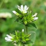 Cerastium glomeratum Other