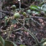 Gaertnera paniculata Fruit
