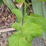 Rubus occidentalis Folha