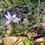 Romulea arnaudii 花