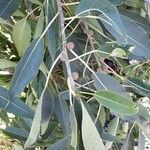 Ficus cordata Hoja