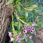 Dendrobium nobile整株植物