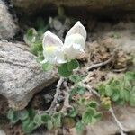 Antirrhinum molle Flower