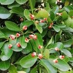 Euonymus japonicus Fruct