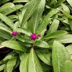 Gomphrena globosa Habit