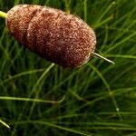 Typha minima Blodyn