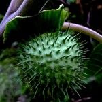 Datura inoxia Fruit