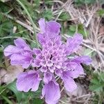 Scabiosa columbariaKukka