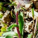 Erigeron uniflorus Casca