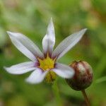 Sisyrinchium rosulatum പുഷ്പം