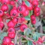 Cotoneaster horizontalis Gyümölcs