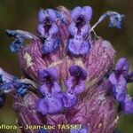 Nepeta tuberosa Flower