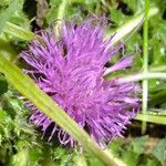 Cirsium acaulon Altro