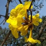 Handroanthus ochraceus Квітка