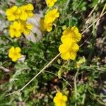 Helianthemum italicum 花