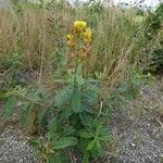 Crotalaria retusa Habitus