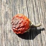Solanum pseudocapsicum Frucht