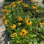 Rudbeckia fulgida Агульны выгляд