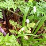 Allium paradoxum Blüte