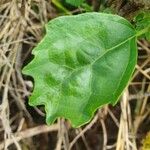 Cordia crenata Leaf