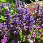 Ajuga reptansKvet