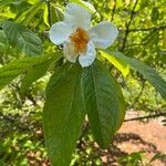 Franklinia alatamaha Kukka