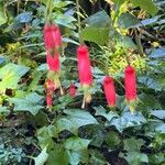 Fuchsia splendens 花