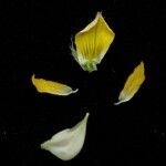 Crotalaria albida Ffrwyth