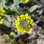 Alyssum alpestre Kvet