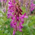 Hedysarum hedysaroides Flower