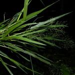 Panicum aquaticum موطن