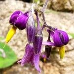 Solanum dulcamara花