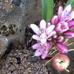 Allium cratericola Цветок