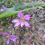 Cuphea glutinosa Fleur