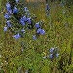 Salvia azurea Цветок