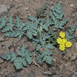 Lomatium martindalei ᱛᱟᱦᱮᱸ