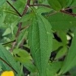 Rudbeckia triloba पत्ता