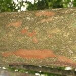 Pradosia ptychandra Bark