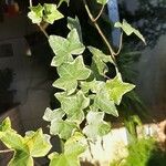 Hedera algeriensisBlad