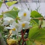 Begonia minor Kwiat