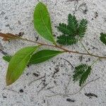 Desmanthus virgatus Leaf