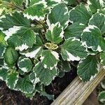 Plectranthus madagascariensis Folha