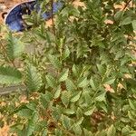 Ulmus parvifolia 葉