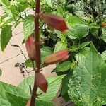 Salvia splendens Blüte