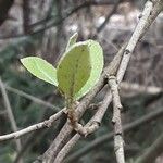 Elaeagnus umbellata List