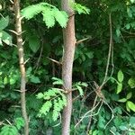 Vachellia cornigera Ŝelo