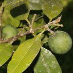Calophyllum brasiliense Fruit
