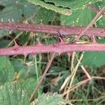 Rubus gratus Bark