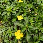 Ludwigia elegans 葉