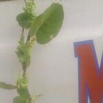 Cissampelos mucronata Yaprak